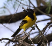 6S3A9353Audubon's_Oriole