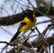 6S3A9354Audubon's_Oriole