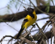 6S3A9360Audubon's_Oriole