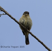 6S3A9440White-Collared_Seedeater