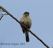 6S3A9441White-Collared_Seedeater