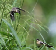 6S3A9494White-Collared_Seedeater