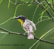 6S3A9508Yellow-Breasted_Chat