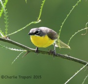 6S3A9520Yellow-Breasted_Chat