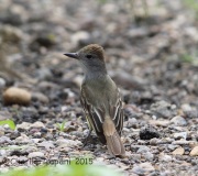 6S3A9527Brown-Crested_Flycatcher