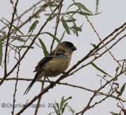 6S3A9544White-Collared_Seedeater