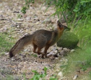 6S3A9558Gray_Fox