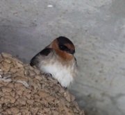 6S3A9583Cave_Swallow