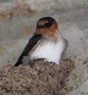 6S3A9598Cave_Swallow