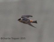 6S3A9611Cave_Swallow