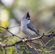 6S3A9661Black-Crested_Titmouse