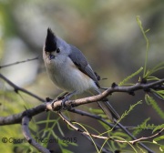 6S3A9662Black-Crested_Titmouse