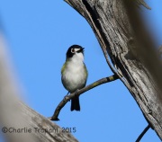 6S3A9673Black-Capped_Vireo