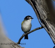 6S3A9675Black-Capped_Vireo