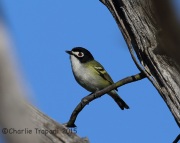 6S3A9679Black-Capped_Vireo