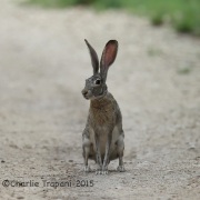 6S3A9704Jack_Rabbit