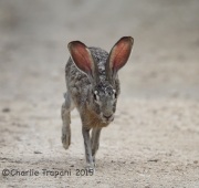 6S3A9714Black-Tailed_Jack_Rabbit