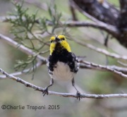 6S3A9826Golden-Cheeked_Warbler