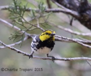 6S3A9829Golden-Cheeked_Warbler