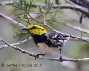 6S3A9830Golden-Cheeked_Warbler
