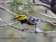 6S3A9832Golden-Cheeked_Warbler
