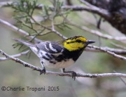 6S3A9840Golden-Cheeked_Warbler