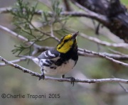6S3A9841Golden-Cheeked_Warbler