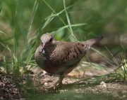 6S3A9850Common_Ground_Dove