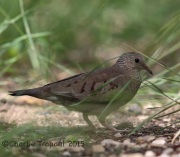 6S3A9854Common_Ground_Dove