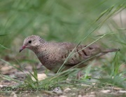 6S3A9858Common_Ground_Dove