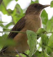 IMG_5809Clay-Colored_Thrush