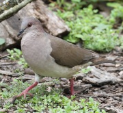 IMG_5832White-Tipped_Dove