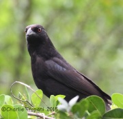 IMG_5835Bronzed_Cowbird
