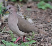 IMG_5856White-Tipped_Dove