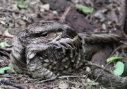 IMG_5903Common_Pauraque