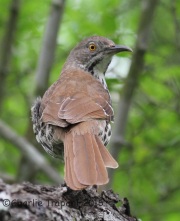 IMG_5930Long-Billed_Thrasher