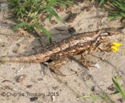 IMG_6028Texas_Lizard
