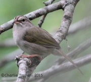 IMG_6033Olive_Sparrow