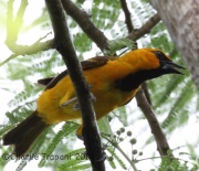 IMG_6170Altamira_Oriole