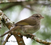 IMG_6179Olive_Sparrow
