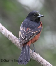 IMG_6206Orchard_Oriole