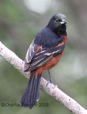 IMG_6213Orchard_Oriole