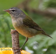 IMG_6235Tennessee_Warbler