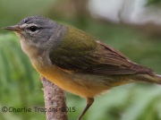 IMG_6249Tennessee_Warbler