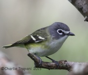 IMG_6257Blue-Headed_Vireo