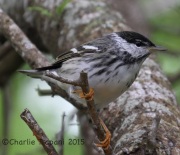IMG_6289Blackpoll_Warbler