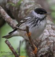 IMG_6292Blackpoll_Warbler
