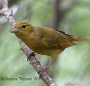 IMG_6335Summer_Tanager