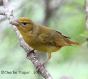 IMG_6337Summer_Tanager