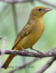 IMG_6341Summer_Tanager